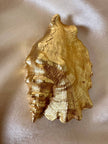 Maxi spilla dorata a forma di conchiglia Sinostrombus Sinuatus